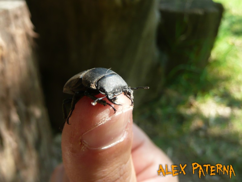 Piccola colonia di Lucanus Tetraodon